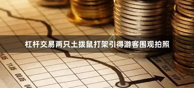 杠杆交易两只土拨鼠打架引得游客围观拍照
